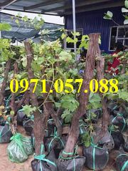 Cây giống nho tím